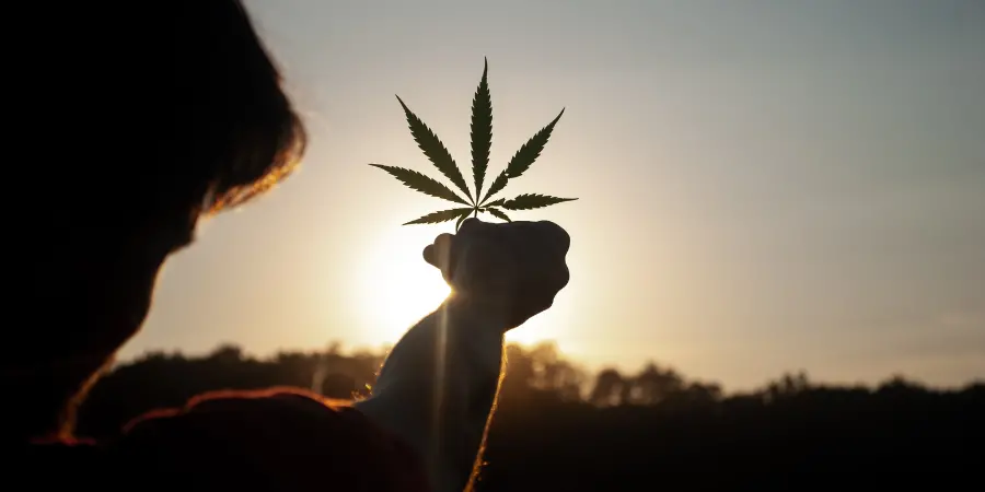Cannabis-Addiction-Cannabis-Leaf