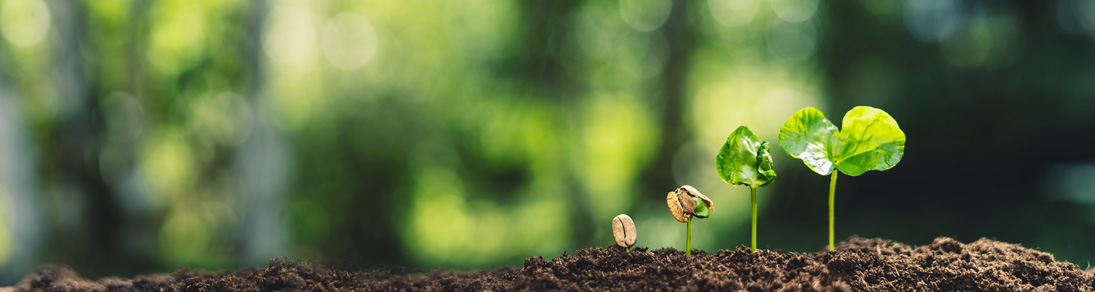 seedlings growing in soil