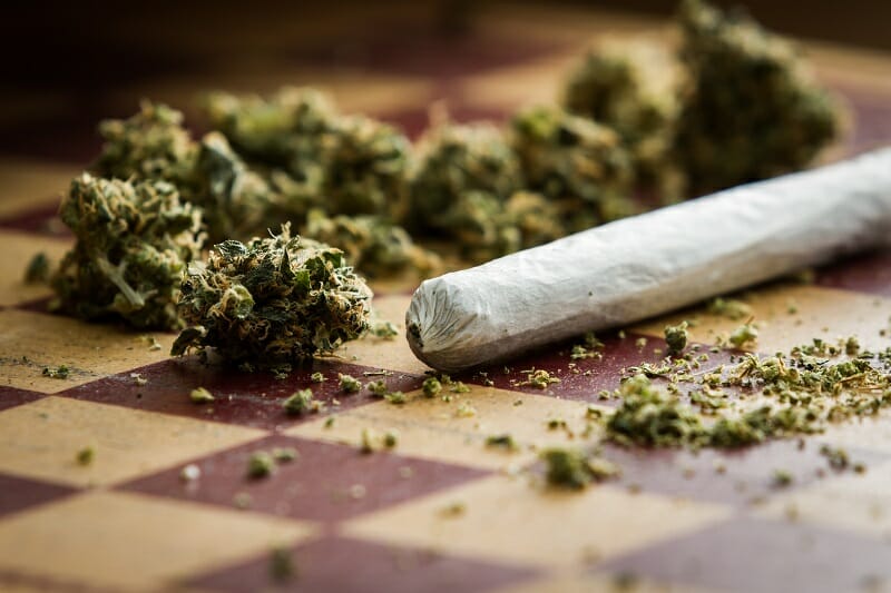 salvia cannabis